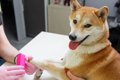 犬の電動爪やすりは…の画像