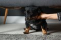 犬がいる部屋で鳴ら…の画像