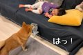 眠っている妹を起こ…の画像