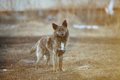 2匹の野良犬『タロー…の画像