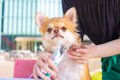 犬に『爪切り』をす…の画像