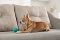 犬を守るために欠か…の画像