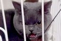 『気難しい性格な猫…の画像