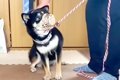 犬が『本気噛み』直…の画像