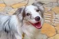世界一賢い犬種に『…の画像