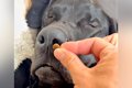 爆睡中の大型犬に『…の画像
