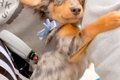 外で『大きなトラッ…の画像