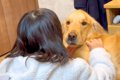 女の子が『大型犬の…の画像