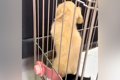 赤ちゃん犬から少し…の画像