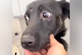 『ガリガリの犬』を…の画像