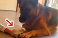 強面の大型犬が『小…の画像