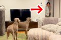 お散歩嫌いの大型犬…の画像