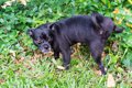 「犬がマーキングを…の画像