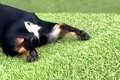 坂道にいる犬→『普通…の画像