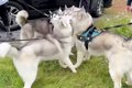 ハスキー犬7兄弟が『…の画像