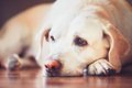 犬の黄疸とは？原因…の画像