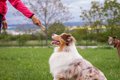 犬の「褒めるしつけ…の画像