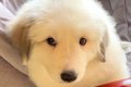 『超大型犬を軽い気…の画像