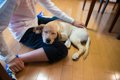 犬が『あご乗せ』し…の画像