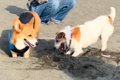 砂浜で先輩犬に穴掘…の画像