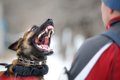 犬が『悪い人』だと…の画像