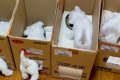 ご飯を食べる6匹の赤…の画像
