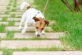 犬が拾い食いしたら…の画像