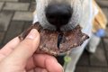 元保護犬におやつを…の画像