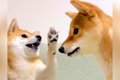 2匹の犬が『親子喧嘩…の画像