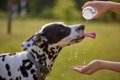 犬に絶対やってはい…の画像