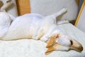 大型犬に小声で『ご…の画像