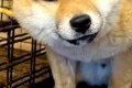 引き取り屋から保護…の画像