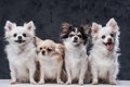 『体が小さい犬種』5…の画像