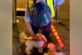 夜、散歩中に『大好…の画像