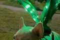 夫に『夜、犬が野良…の画像