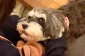 『犬が１歳の頃まで…の画像