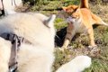 散歩で出会った『野…の画像