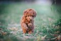 犬に危険な『ノギ』…の画像