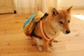 愛犬と充実した1日を…の画像