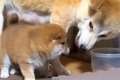 母犬にちょっかいを…の画像