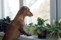 犬の飼い主が罪悪感…の画像