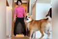 犬とボール遊びをし…の画像