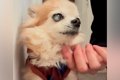 『17年間、犬を育て…の画像