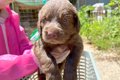 『大型犬を飼うこと…の画像