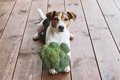 犬が食べられる『野…の画像