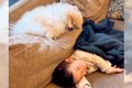 犬と赤ちゃんの『1年…の画像