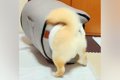 犬用ハウスが『サイ…の画像