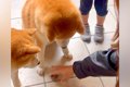 2歳の女の子の『大切…の画像