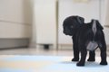 犬を『あだ名』で呼…の画像