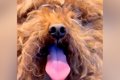ボサボサで顔が見え…の画像